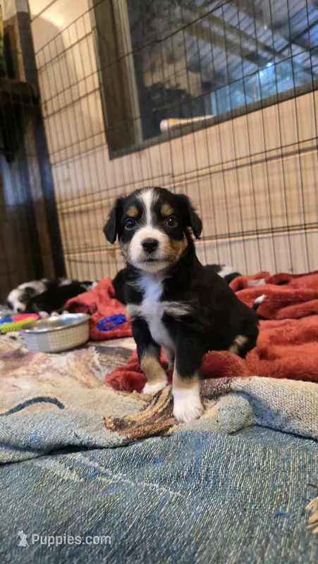 Kovu – Miniature Australian Shepherd puppy for sale in Del Rio, TN