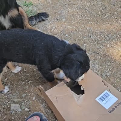 Kovu, a male Miniature Australian Shepherd for sale in Del Rio, TN – 4 of 4