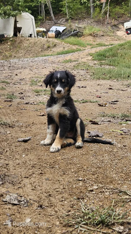Kiwi – Miniature Australian Shepherd puppy for sale in Del Rio, TN