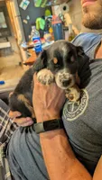Koko, a female Miniature Australian Shepherd for sale in Del Rio, TN – 2 of 4