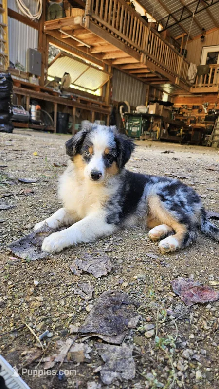 Kiera – Miniature Australian Shepherd puppy for sale in Del Rio, TN