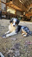 Kiera, a female Miniature Australian Shepherd for sale in Del Rio, TN – 1 of 5