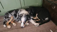 Kiera, a female Miniature Australian Shepherd for sale in Del Rio, TN – 5 of 5
