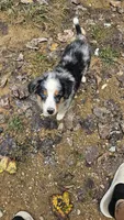 Kiera, a female Miniature Australian Shepherd for sale in Del Rio, TN – 3 of 5