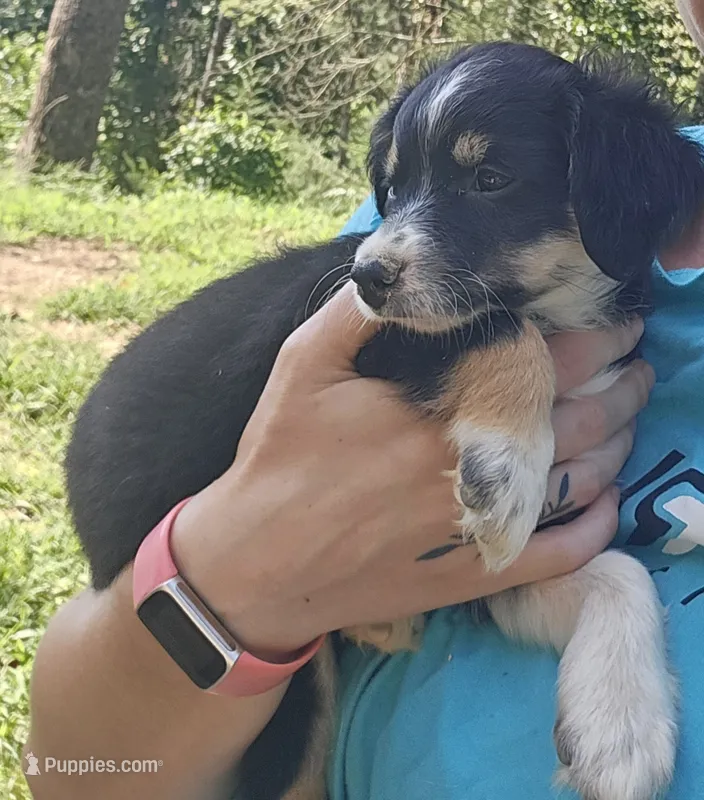 Kiwi – Miniature Australian Shepherd puppy for sale in Del Rio, TN
