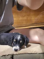 Kovu, a male Miniature Australian Shepherd for sale in Del Rio, TN – 2 of 4