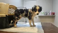Kiera, a female Miniature Australian Shepherd for sale in Del Rio, TN – 4 of 5