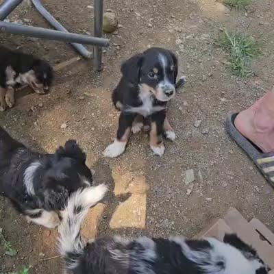 Koko, a female Miniature Australian Shepherd for sale in Del Rio, TN – 3 of 4