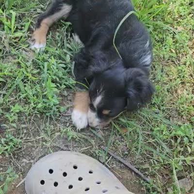 Kovu, a male Miniature Australian Shepherd for sale in Del Rio, TN – 3 of 4