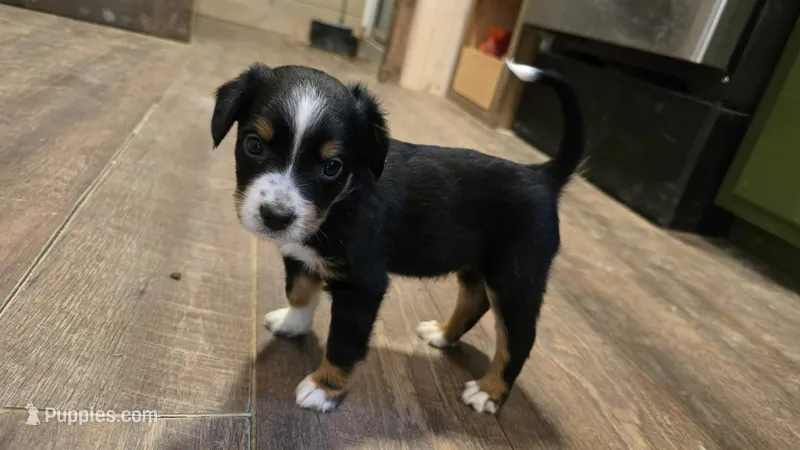 Koko – Miniature Australian Shepherd puppy for sale in Del Rio, TN