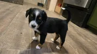 Koko, a female Miniature Australian Shepherd for sale in Del Rio, TN – 1 of 4