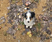 Kiera, a female Miniature Australian Shepherd for sale in Del Rio, TN – 2 of 5