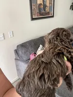 Chocolate , a male Yorkipoo for sale in Stockbridge, GA – Photo 2 of 3