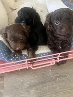 Chocolate , a male Yorkipoo for sale in Stockbridge, GA – Photo 3 of 3