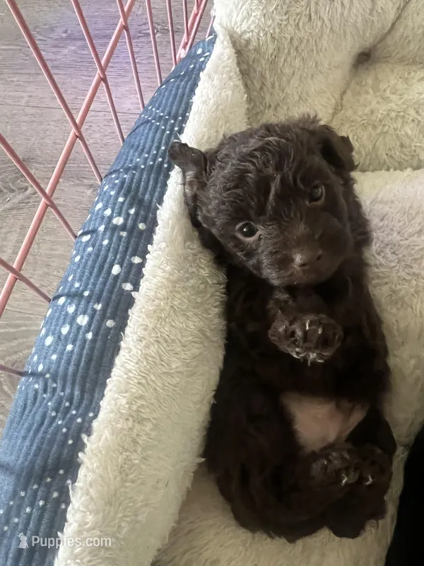 Chocolate , a male Yorkipoo for sale in Stockbridge, GA – Photo 1 of 3