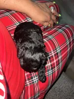  Benji, a male Yorkipoo for sale in Stockbridge, GA – Photo 3 of 3