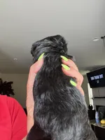  Benji, a male Yorkipoo for sale in Stockbridge, GA – Photo 2 of 3