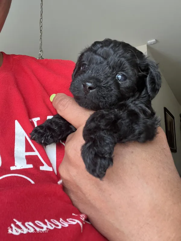  Benji, a male Yorkipoo for sale in Stockbridge, GA – Photo 1 of 3