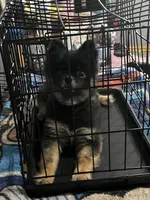 Bearpaw, a male Pomeranian for sale in Michigan City, IN – Photo 3 of 10