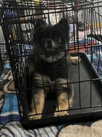 Bearpaw, a male Pomeranian for sale in Michigan City, IN – Photo 2 of 10