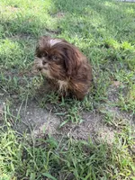 Macho , a male Shih Tzu for sale in Nashua, NH – 5 of 5