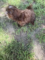 Macho , a male Shih Tzu for sale in Nashua, NH – 4 of 5