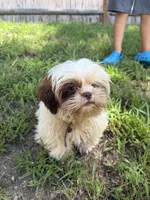 Tomy , a male Shih Tzu for sale in Nashua, NH – 2 of 5