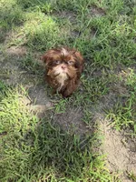 Macho , a male Shih Tzu for sale in Nashua, NH – 3 of 5