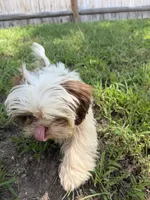 Tomy , a male Shih Tzu for sale in Nashua, NH – 5 of 5