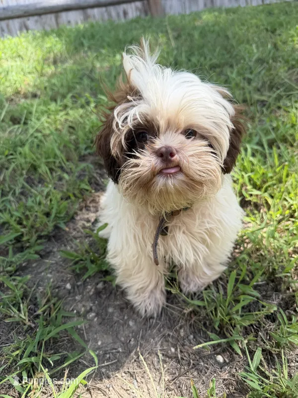 Tomy  – Shih Tzu puppy for sale in Nashua, NH