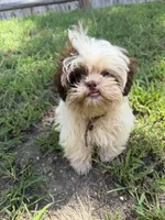 Tomy , a male Shih Tzu for sale in Nashua, NH – 1 of 5