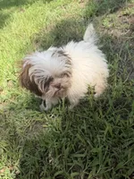 Tomy , a male Shih Tzu for sale in Nashua, NH – 3 of 5