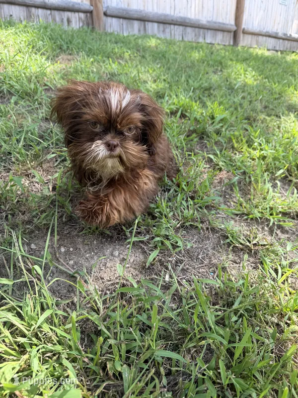 Macho  – Shih Tzu puppy for sale in Nashua, NH