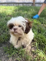 Tomy , a male Shih Tzu for sale in Nashua, NH – 4 of 5