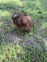 Macho , a male Shih Tzu for sale in Nashua, NH – 2 of 5