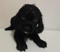 Jessie, a female Cockapoo for sale in Dallas, TX – Photo 1 of 2