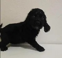 Jessie, a female Cockapoo for sale in Dallas, TX – Photo 2 of 2