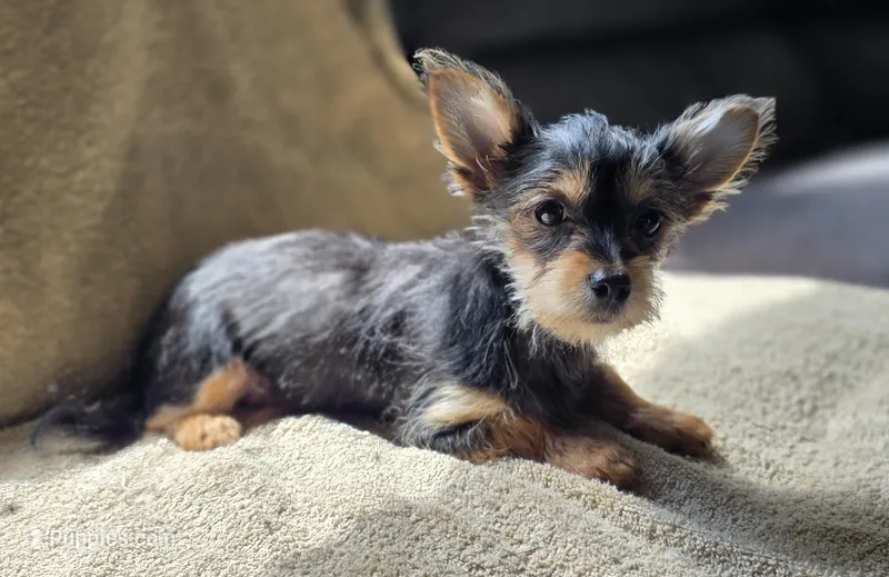 Leia – Chorkie puppy for sale in Ocala, FL