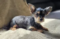 Leia, a female Chorkie for sale in Ocala, FL – 1 of 2