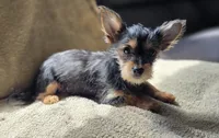 Leia, a female Chorkie for sale in Ocala, FL – 2 of 2