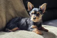 Anakin , a male Chorkie for sale in Ocala, FL – 2 of 2