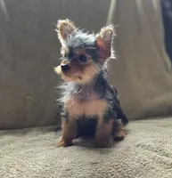 Luke, a male Chorkie for sale in Ocala, FL – 2 of 2