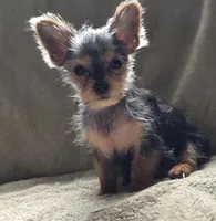 Luke, a male Chorkie for sale in Ocala, FL – 1 of 2