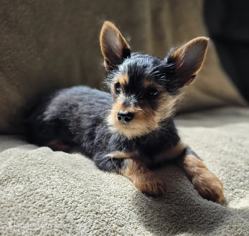 Anakin  – Chorkie puppy for sale in Ocala, FL