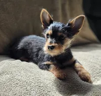 Anakin , a male Chorkie for sale in Ocala, FL – 1 of 2