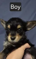 Chorkies, a male Chorkie for sale in Ocala, FL – Photo 4 of 4