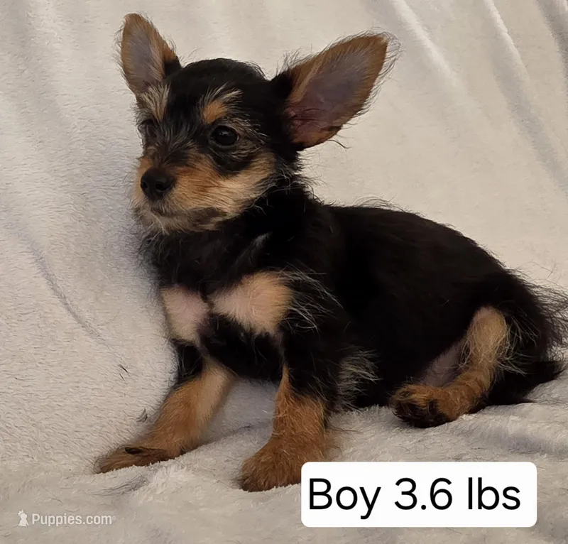 Chorkies – Chorkie puppy for sale in Ocala, FL