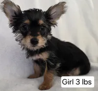 Chorkies, a male Chorkie for sale in Ocala, FL – 2 of 2