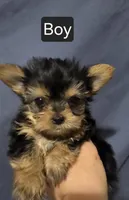 Chorkies, a male Chorkie for sale in Ocala, FL – Photo 1 of 4