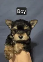 Chorkies, a male Chorkie for sale in Ocala, FL – Photo 2 of 4